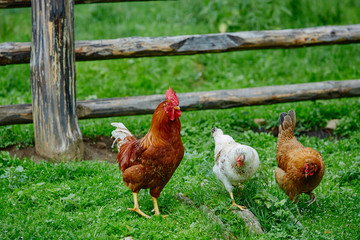 Rooster or chicken on traditional free range poultry farm