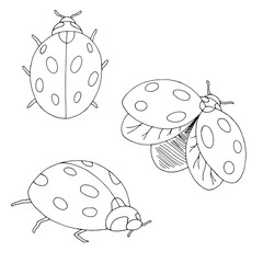 Ladybug set graphic black white isolated sketch illustration vector