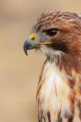 Young buzzard an profile