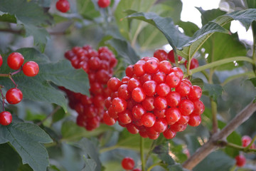 Bright purple juicy berries of viburnum on a green branch