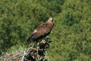 Fototapeta premium White-tailed eagle (Haliaeetus albicilla) in the North of Belarus