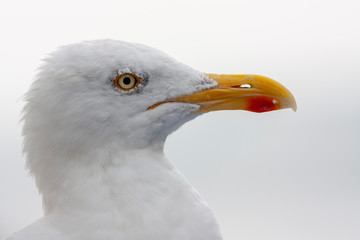 Seagul from up close