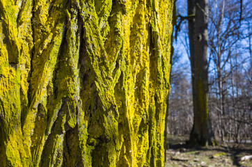 Green moss on pine bark close-up and blured forest on one side, natural background