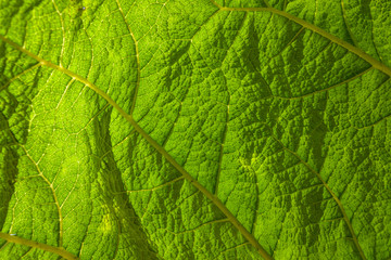 Green leaf texture close by