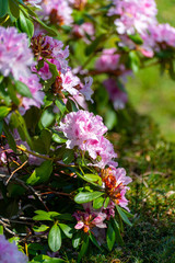 Spring blossom of rhododendron or azalea flowers