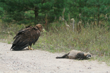 White-tailed eagle (Haliaeetus albicilla) in the North of Belarus