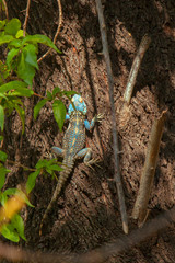 Close up colorful green and blue lizard on the tree with blurred background. Selective focus. Animal, background, outdoor and nature concept.