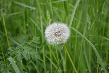 Fluffy white dandelion with airy umbrella seeds in green grass