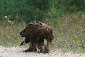 White-tailed eagle (Haliaeetus albicilla) in the North of Belarus