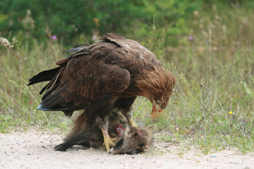 Fototapeta premium White-tailed eagle (Haliaeetus albicilla) in the North of Belarus
