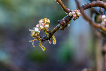 apple tree flowers are sprayed with water to prevent the blossom from freezing, an ice layer forms over it