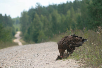 White-tailed eagle (Haliaeetus albicilla) in the North of Belarus
