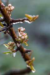 ice over the flower buds of the fruit trees