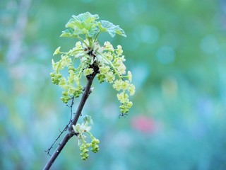 Johannisbeerstrauch im Wachstum im Frühling