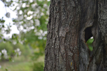 Trunk of an old brown tree with a hole on a background of green foliage