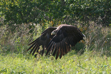 White-tailed eagle (Haliaeetus albicilla) in the North of Belarus