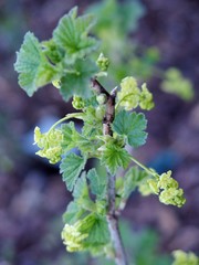 Johannisbeerstrauch im Wachstum im Frühling