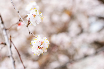 cherry tree blossom