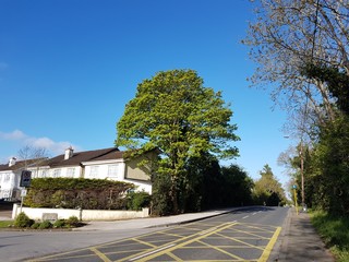 street view and tree