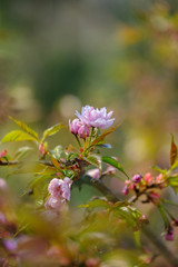 Beautiful flowering Japanese cherry - Sakura. Flowers Sakura close up. Beautiful cherry blossom. Isolated cherry flowers on Sakura tree. Delicate pink sakura flowers with leaves.