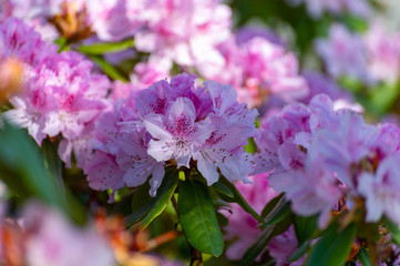 Spring blossom of rhododendron or azalea flowers