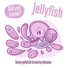 Medusa. Interesting facts about jellyfish. Did you know?