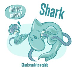 Interesting facts about sharks. Did you know?