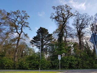 TREE AND SKY NATURE 