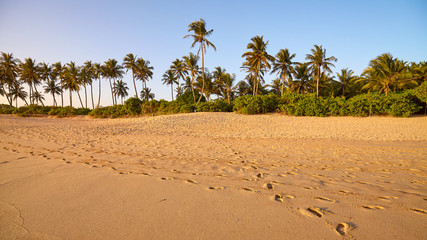 Tropical beach with palm trees at sunset.