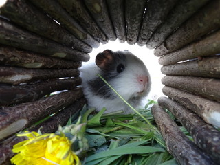 Guinea pig looks curious