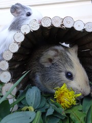 Guinea pig in a wooden tunnel
