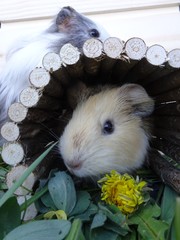 Guinea pig in a wooden tunnel