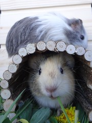 guinea pig in a cage