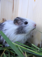 guinea pig in the grass