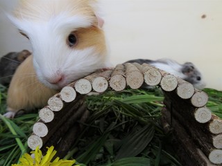 guinea pig in the grass