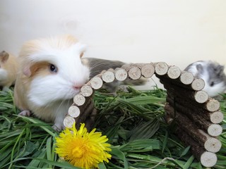 Meerschwein schnuppert am Holz