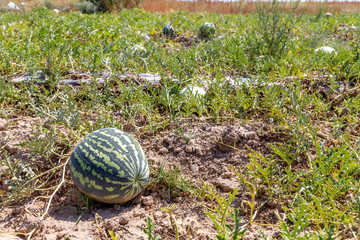 A field of watermelons (melon plantation) near Almaty city. Kapchagai, Almaty region, Kazakhstan Republic.