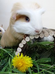 Meerschwein schaut neugierig in die Kamera