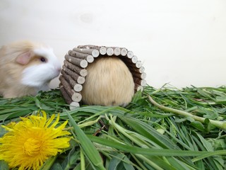 Meerschwein versteckt sich im Tunnel
