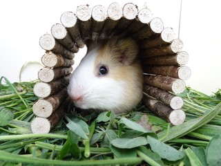 Meerschwein im Tunnel