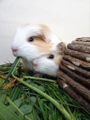 Zwei Meerschweinchen kuscheln