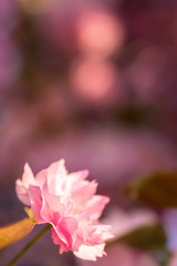 Obraz na płótnie Canvas Beauitful pink cherry tree blossoms in spring