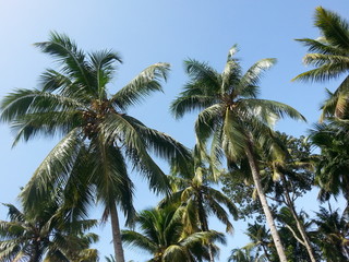 Fototapeta na wymiar COCONUT TREE WITH SKY 