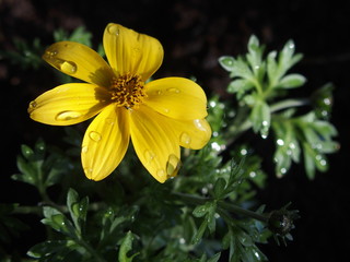 Gelb blühende Blume im Frühling