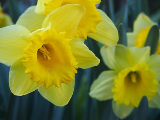 Fototapeta na wymiar Gelb blühende Narzisse im Frühling