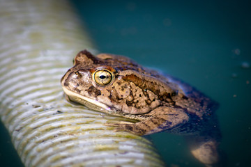 frog in water