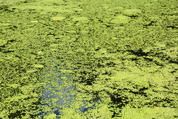 Bad duckweed control: a close up on a river, lake, pond overgrown with duckweed.