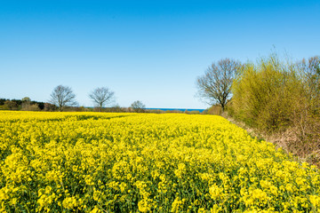 Obraz premium Schleswig-Holstein, Rapsblüte an der Ostseeküste im April