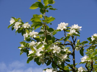 Blüten