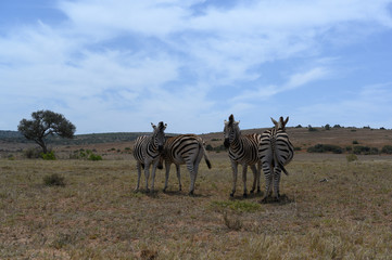 Fototapeta na wymiar Zebras in Addo Elephant Park